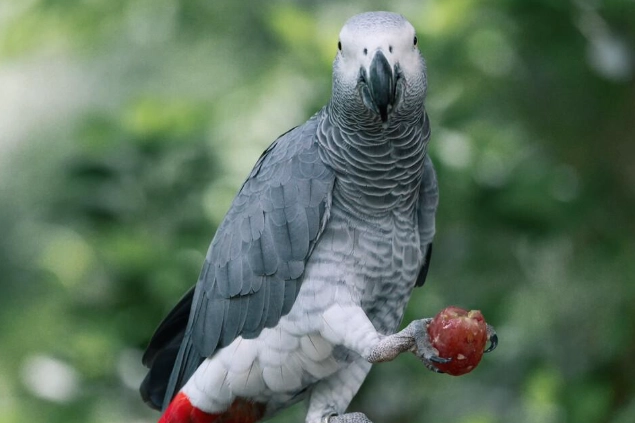 灰鸚鵡水果