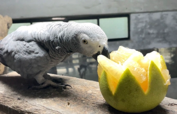 灰鸚鵡水果