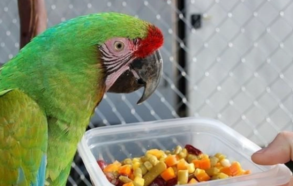 鸚鵡食物搭配