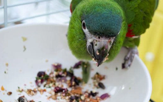 鸚鵡堅果零食