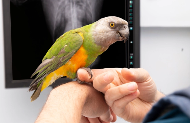 鸚鵡感冒會死嗎