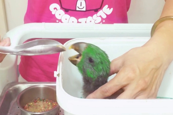 折衷鸚鵡吃什麼