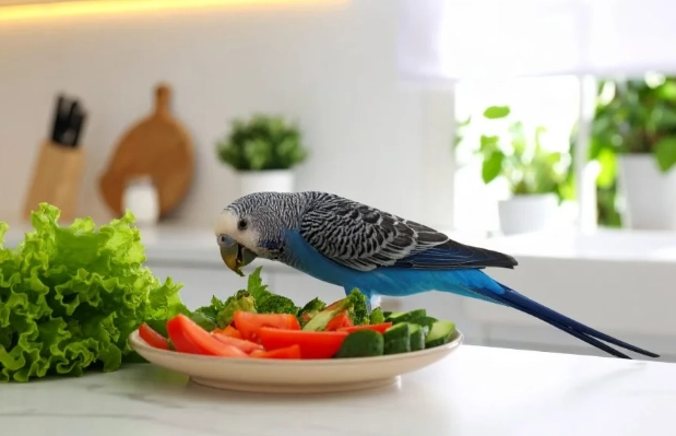 鸚鵡可以吃的食物
