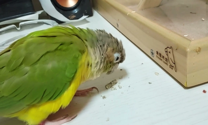 小太陽鸚鵡吃什麼