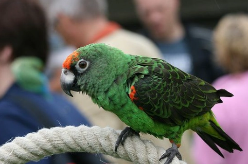 賈丁氏鸚鵡香港