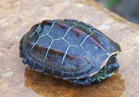 中華草龜飼養方法 中華草龜飼養方法