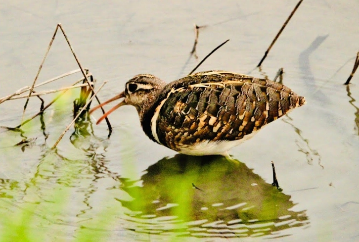 二級保育類定義