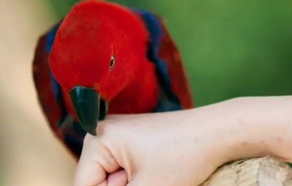 鸚鵡咬人原因