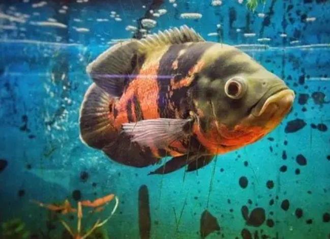 淡水熱帶魚種類