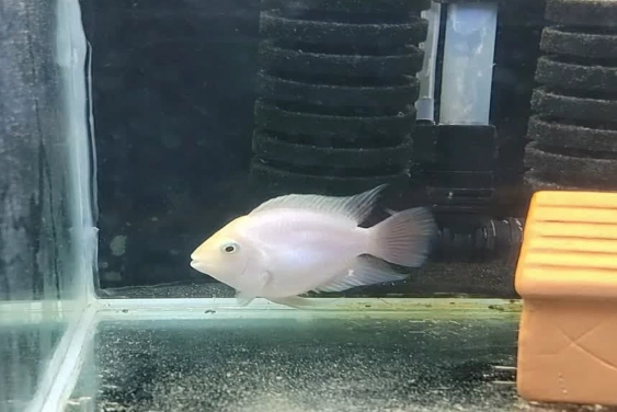 迷你鸚鵡魚打架