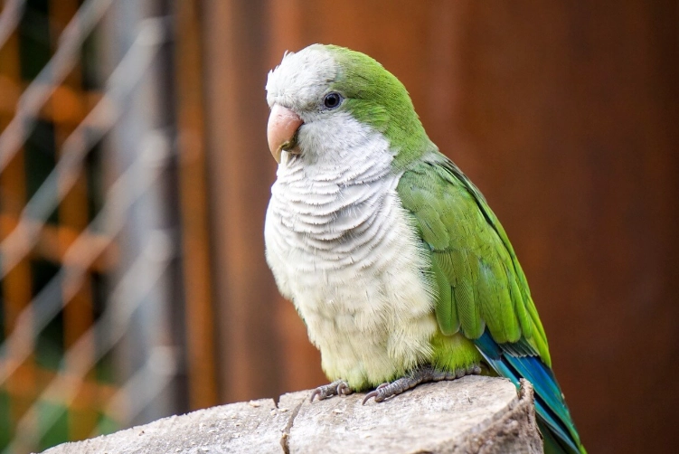 和尚鸚鵡不能吃什麼