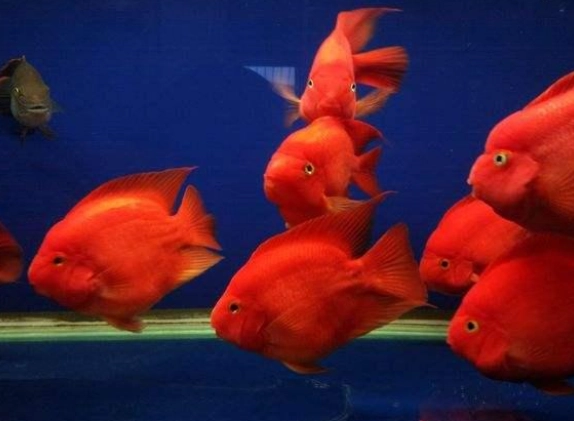 血鸚鵡魚 血鸚鵡魚