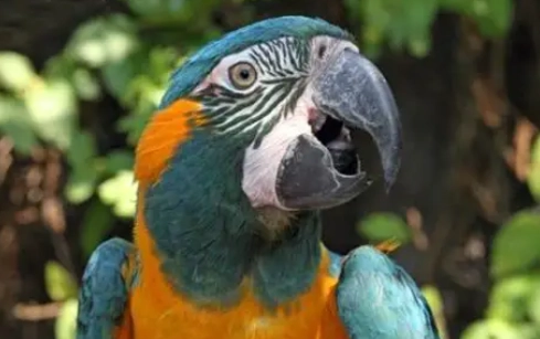 野生鸚鵡吃什麼