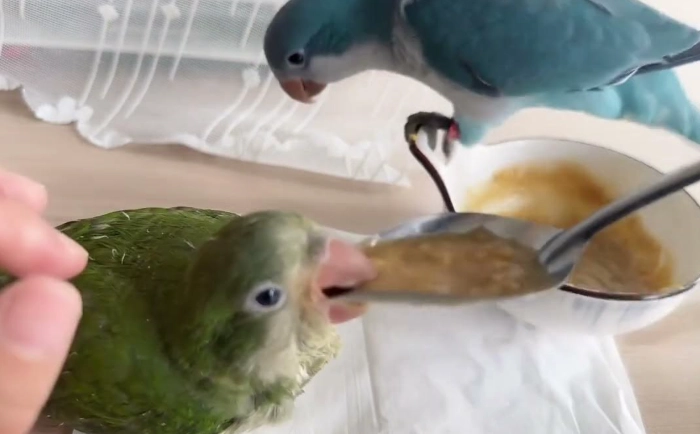 鸚鵡厭奶期怎麼辦