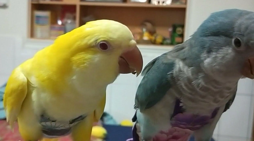 和尚鸚鵡學說話時間