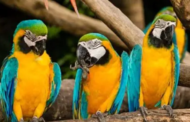 小型金剛鸚鵡 小型金剛鸚鵡