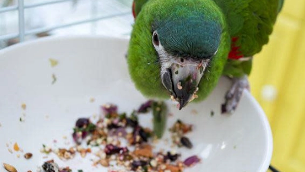 鸚鵡飲食比例