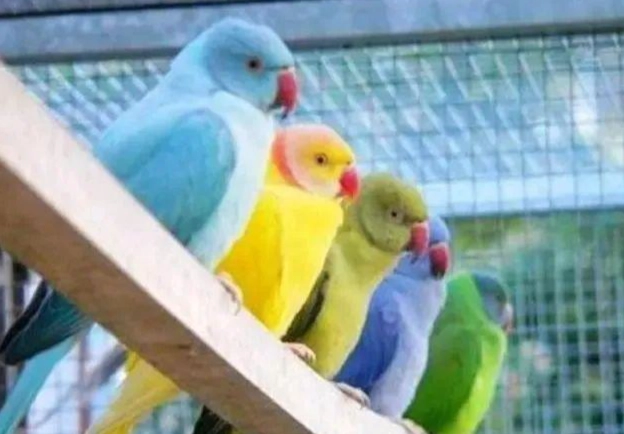 月輪鸚鵡繁殖期