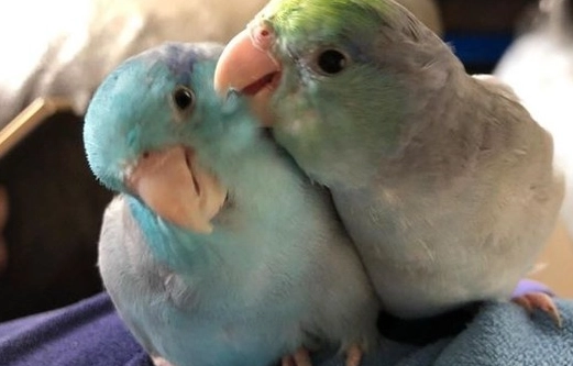 太平洋鸚鵡搖奶昔