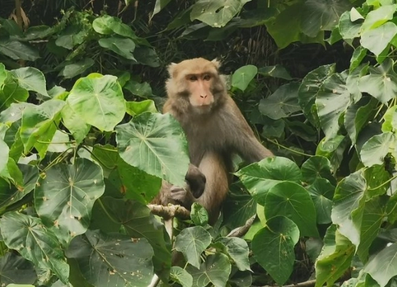 一般類野生動物飼養