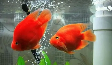 血鸚鵡換水 血鸚鵡換水