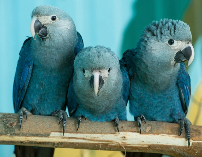 斯比克斯金剛鸚鵡