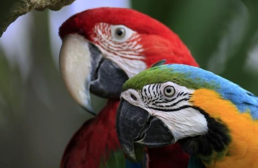 紅金剛鸚鵡