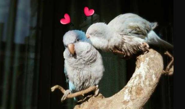 和尚鸚鵡吃什麼飼料