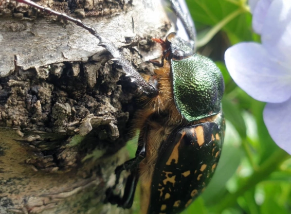 台灣金龜 台灣金龜