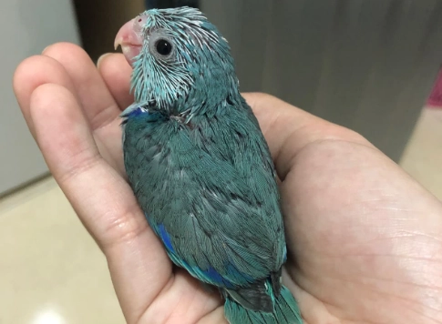 太平洋鸚鵡公母分辨