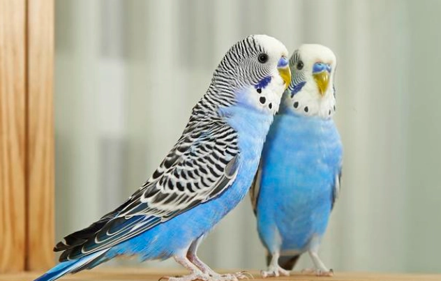 虎皮鸚鵡溫度 虎皮鸚鵡溫度