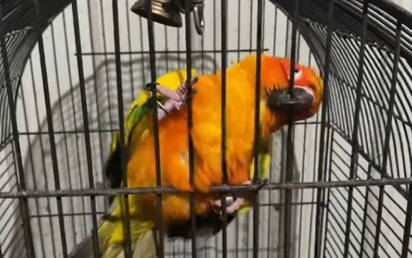 預防鸚鵡冷死 預防鸚鵡冷死