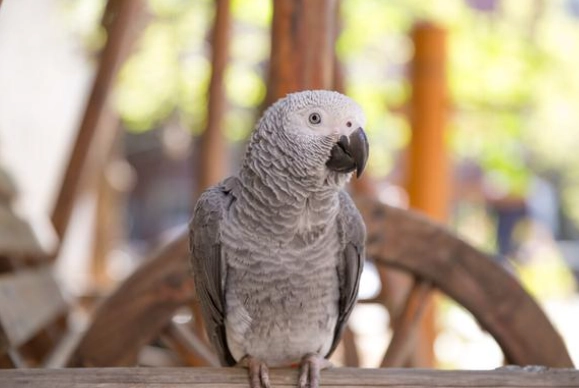 鸚鵡一天吃幾次