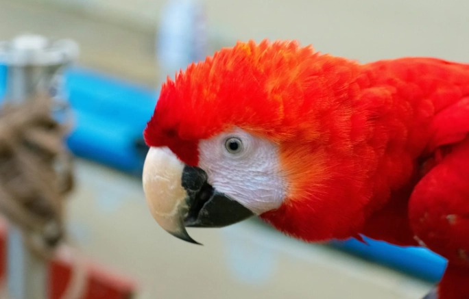 金刚鹦鹉聪明程度