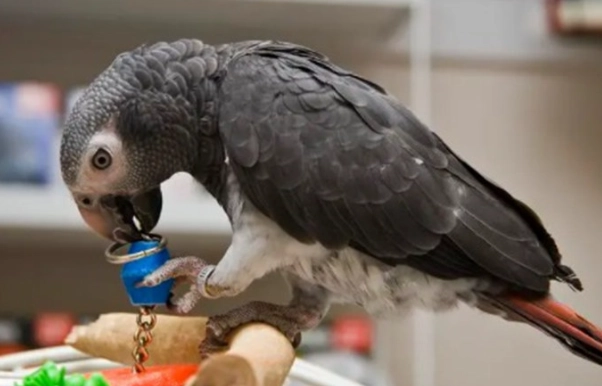 非洲灰鸚鵡飲食