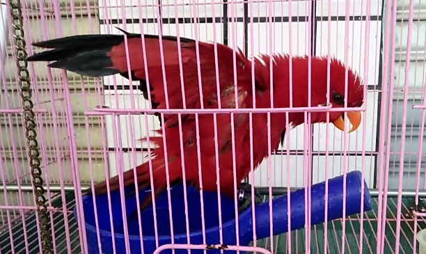 鸚鵡洗澡方法 鸚鵡洗澡方法