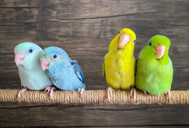 太平洋鸚鵡公母分辨