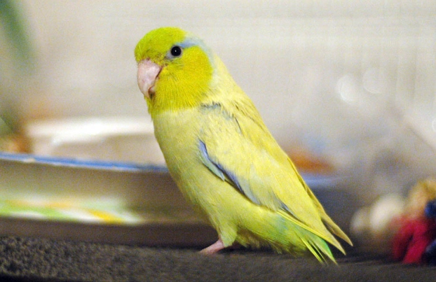 太平洋鸚鵡個性