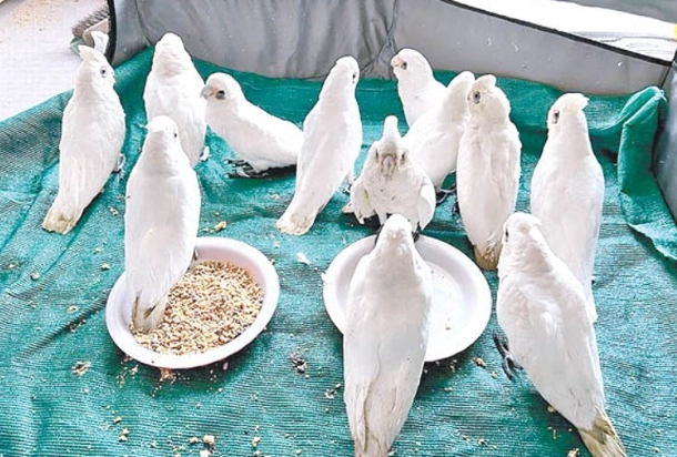 鸚鵡冬季照顧 鸚鵡冬季照顧