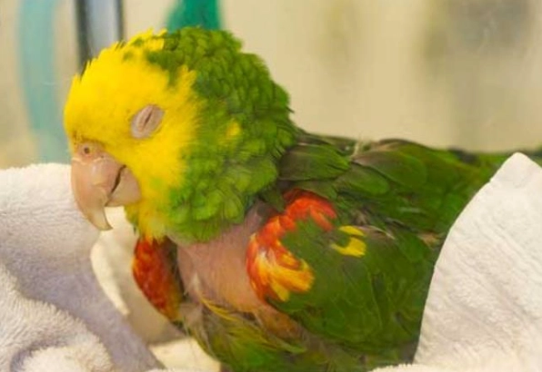 鸚鵡冬季照顧 鸚鵡冬季照顧