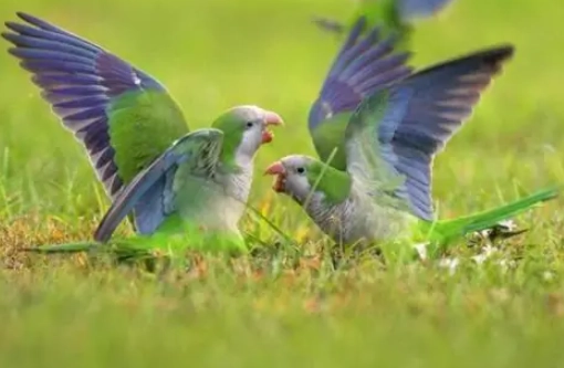 和尚鸚鵡飼養溫度