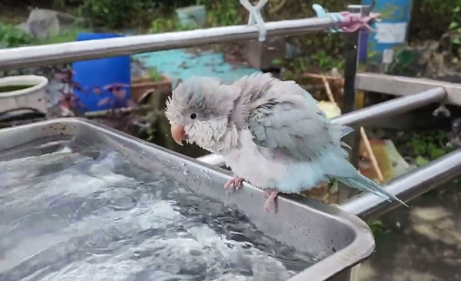 吸蜜鸚鵡清潔 吸蜜鸚鵡清潔