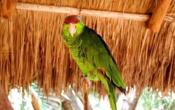 亞馬遜鸚鵡聰明嗎