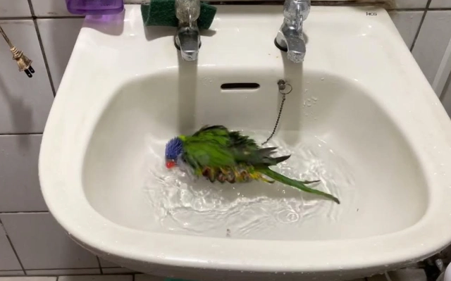 吸蜜鸚鵡清潔 吸蜜鸚鵡清潔