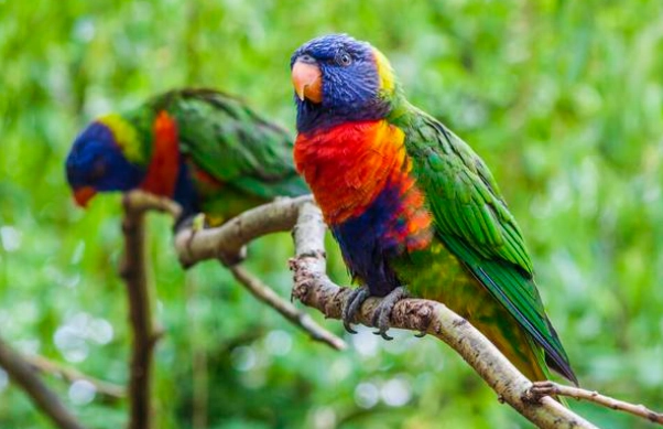 吸蜜鸚鵡智商 吸蜜鸚鵡智商