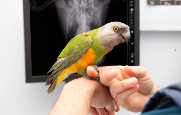 鸚鵡保暖 鸚鵡保暖