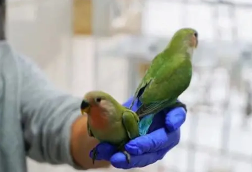 預防鸚鵡冷死 預防鸚鵡冷死