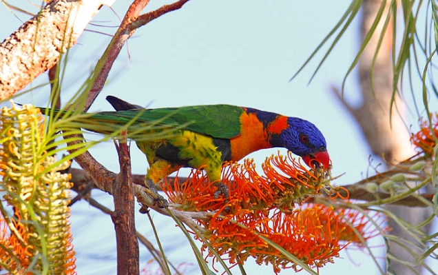 紅領吸蜜鸚鵡 飼養