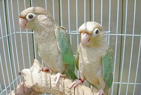 小太陽鸚鵡飼養溫度