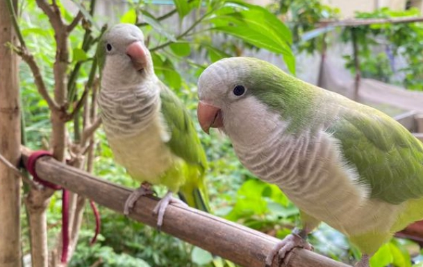 和尚鸚鵡飼養溫度